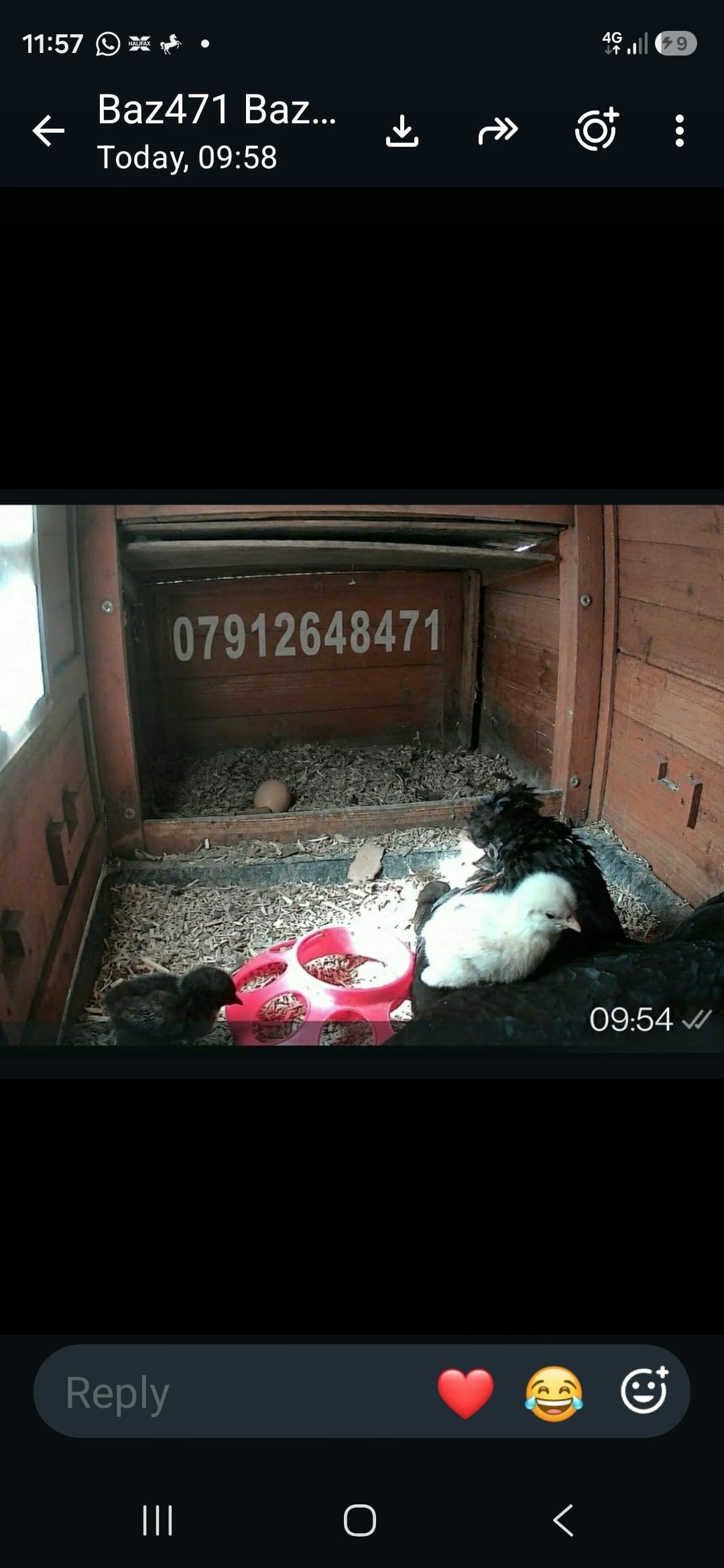 Newborn baby chicks for sale in London 