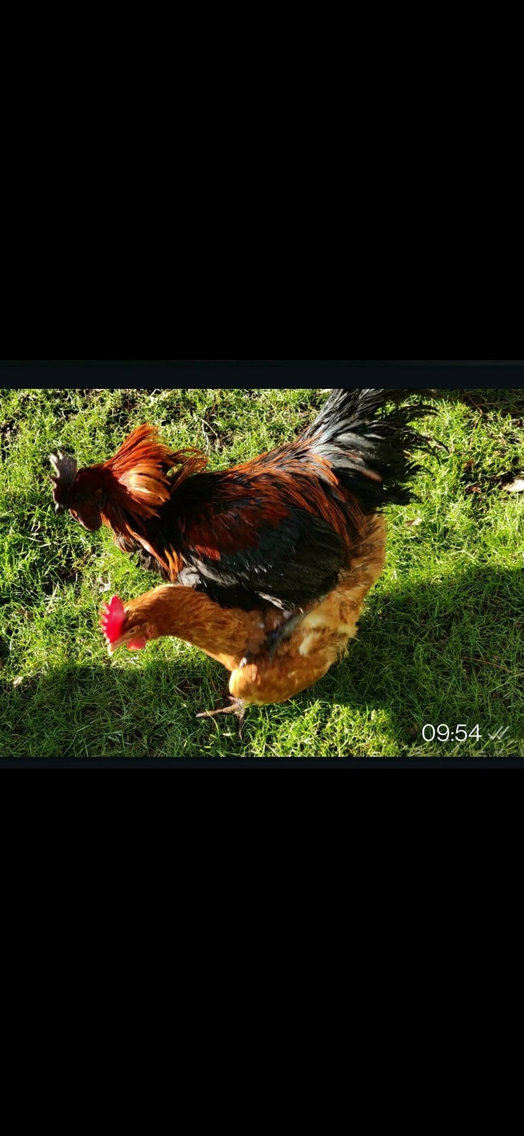 Ealing Newborn baby chicks for sale in London 