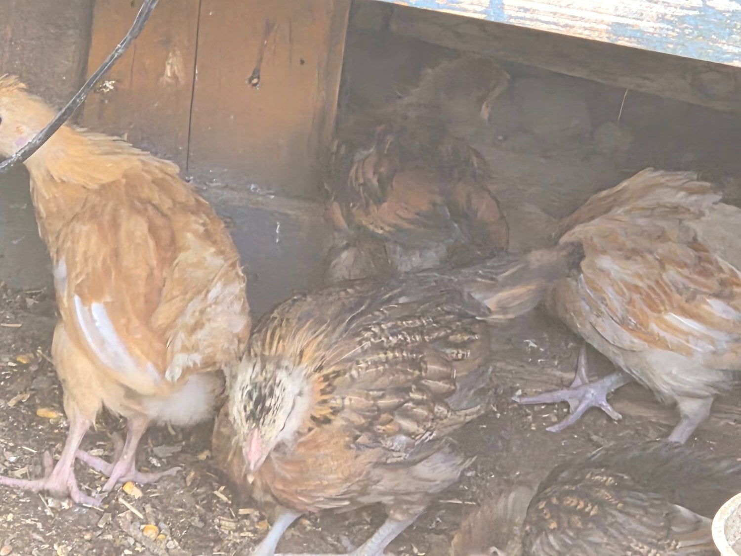 Newborn baby chicks for sale in London  - Livestock in Ealing