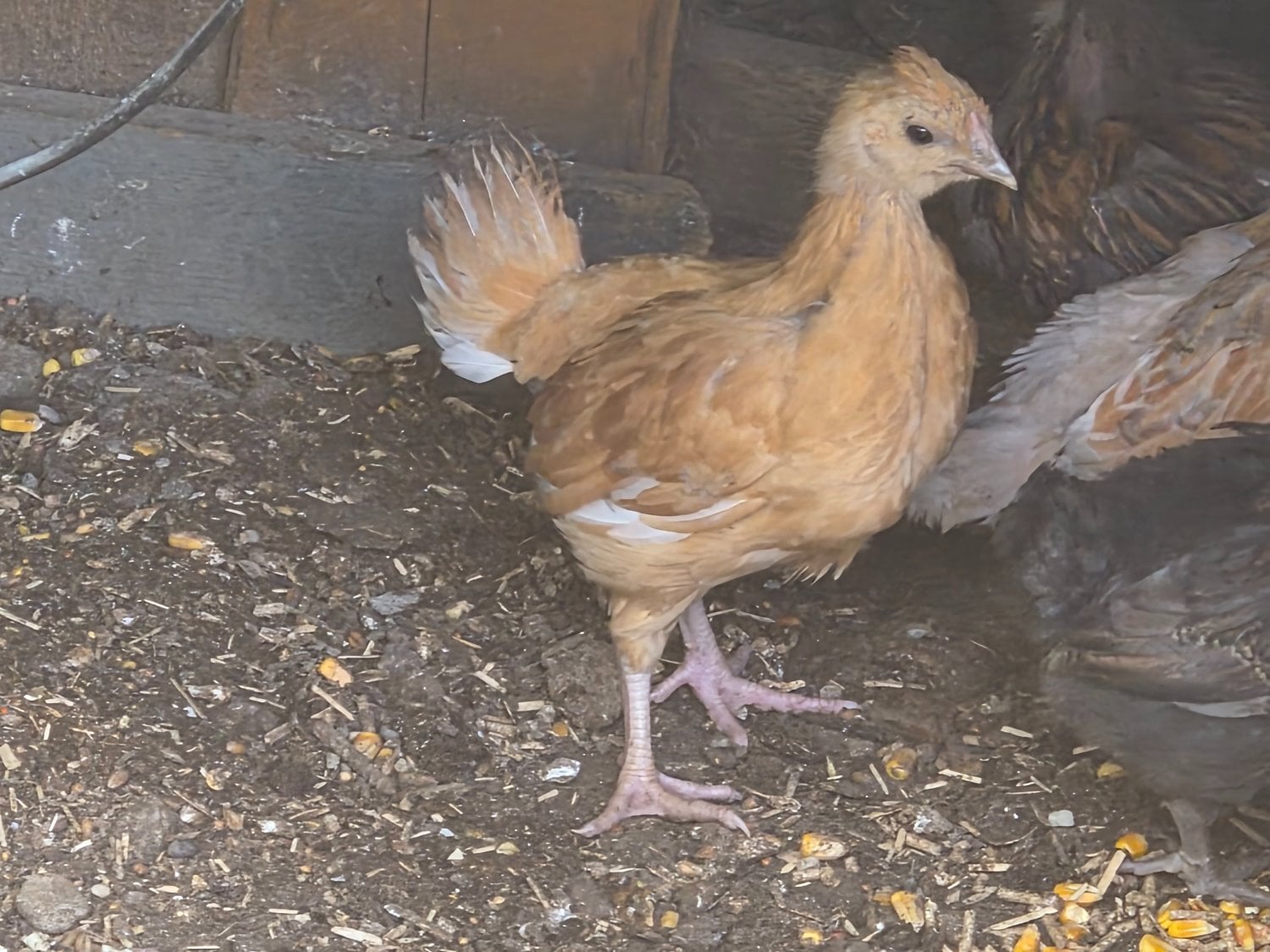 Newborn baby chicks for sale in London  - Livestock