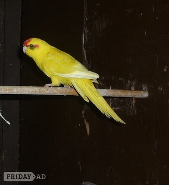 Kakariki x two young females