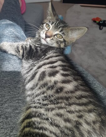 Cats need good home