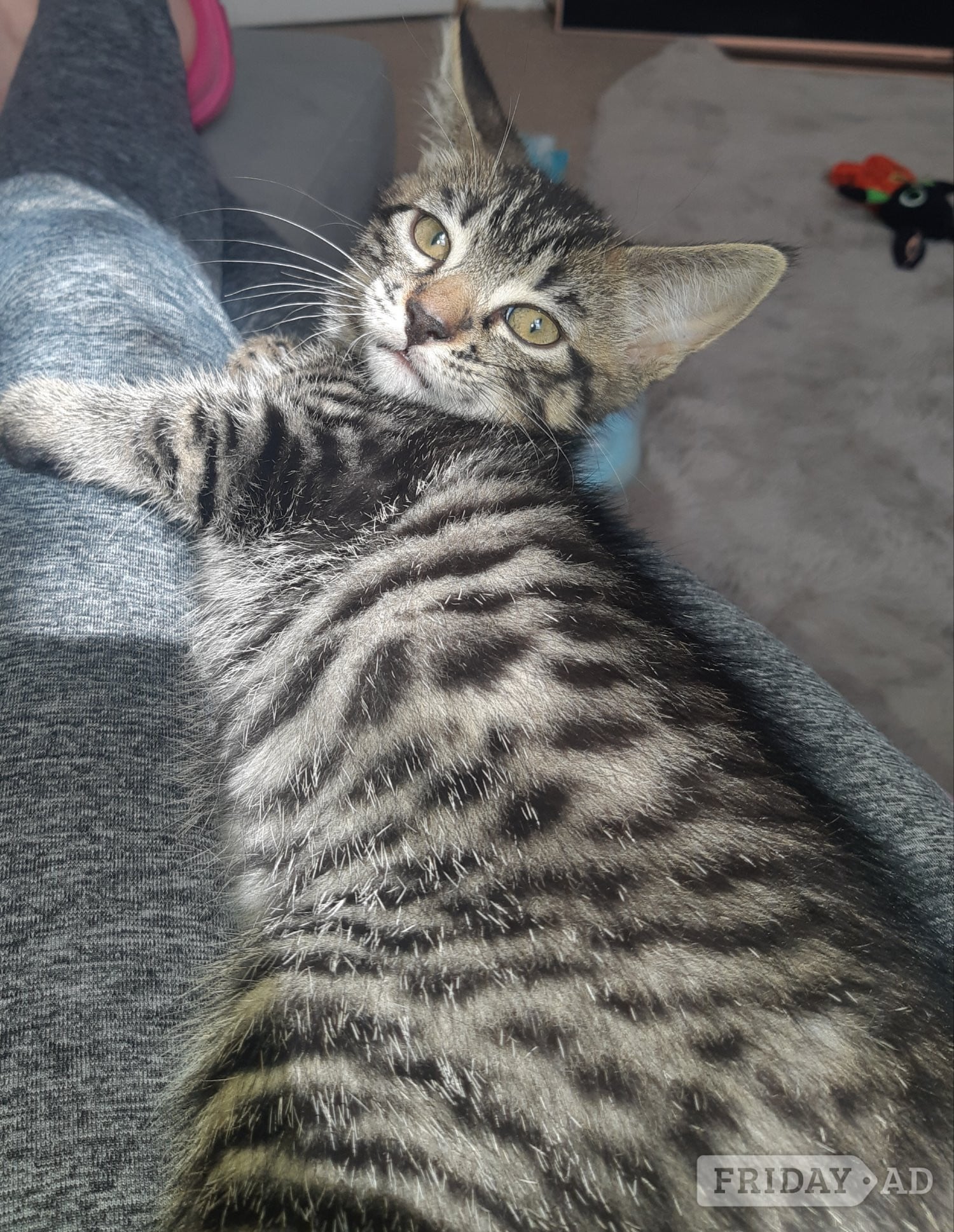 Cats need good home in Eastbourne