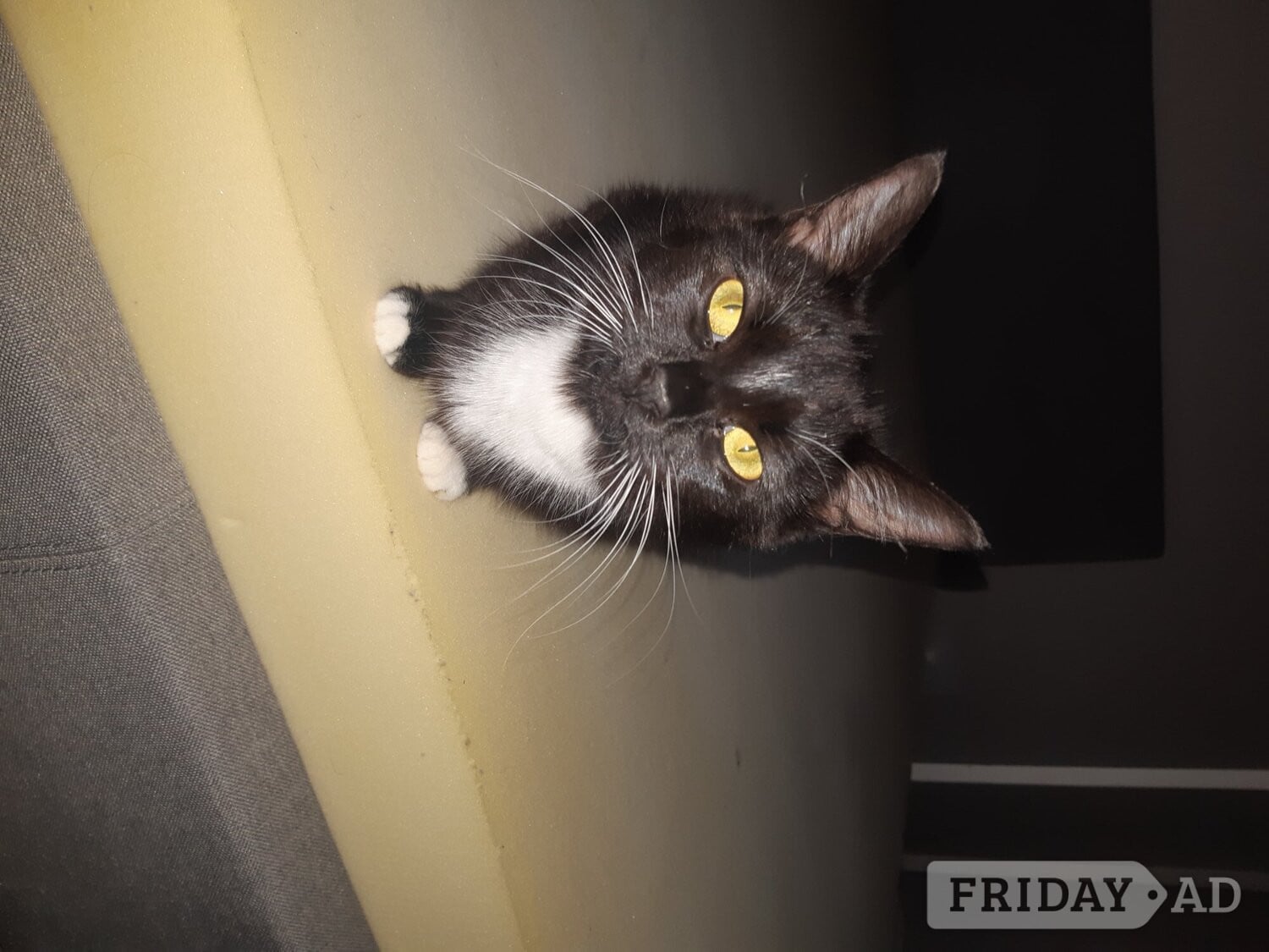 Eastbourne Cats need good home