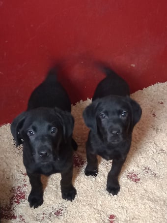 Stunning Black Labrador Female Puppies Ready Now.