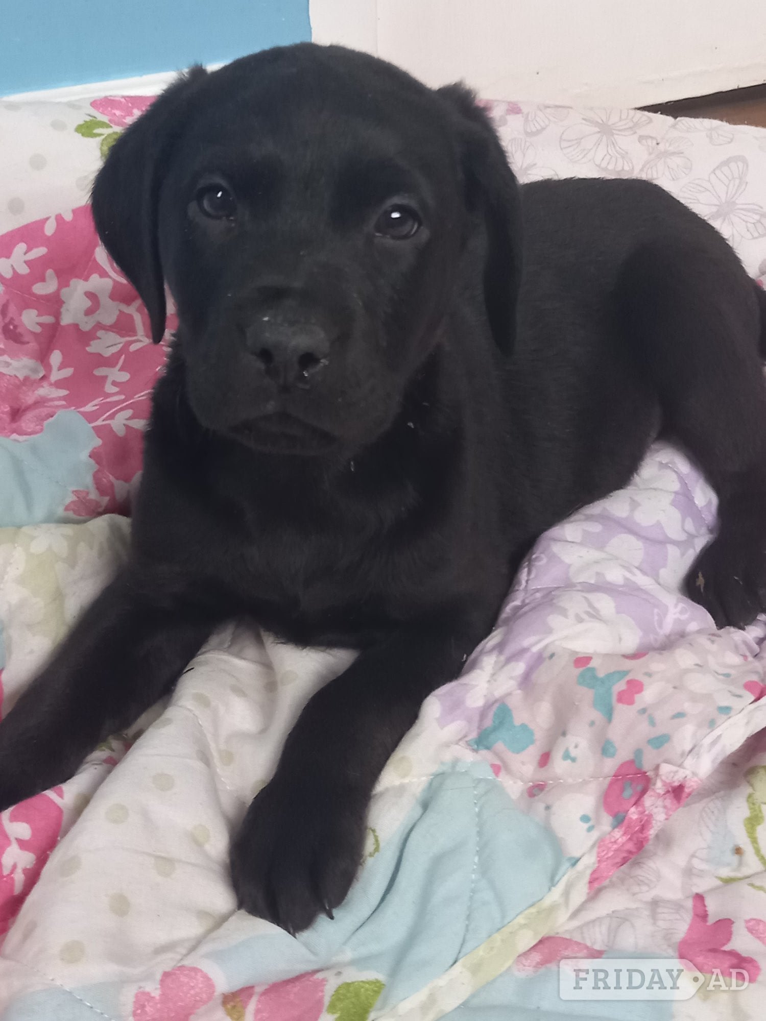 Stunning Black Labrador Female Puppies Ready Now.