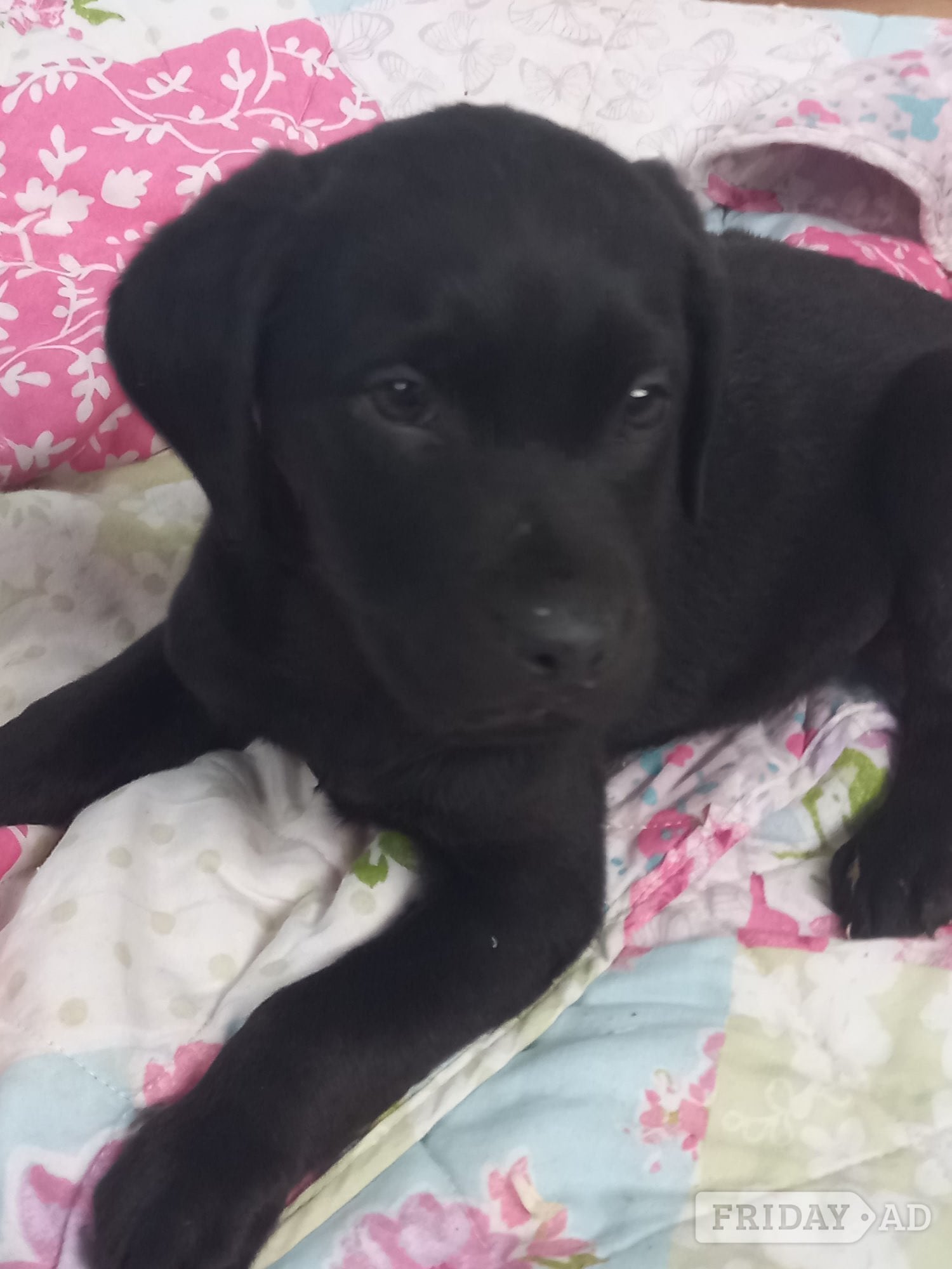 Spalding Stunning Black Labrador Female Puppies Ready Now.