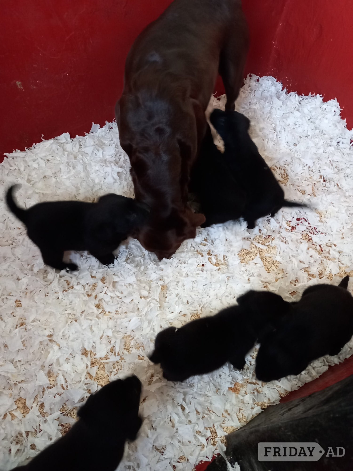 FULLY INOCULATED Black Labrador Female Puppies Ready Now. - Dogs & Puppies in Spalding