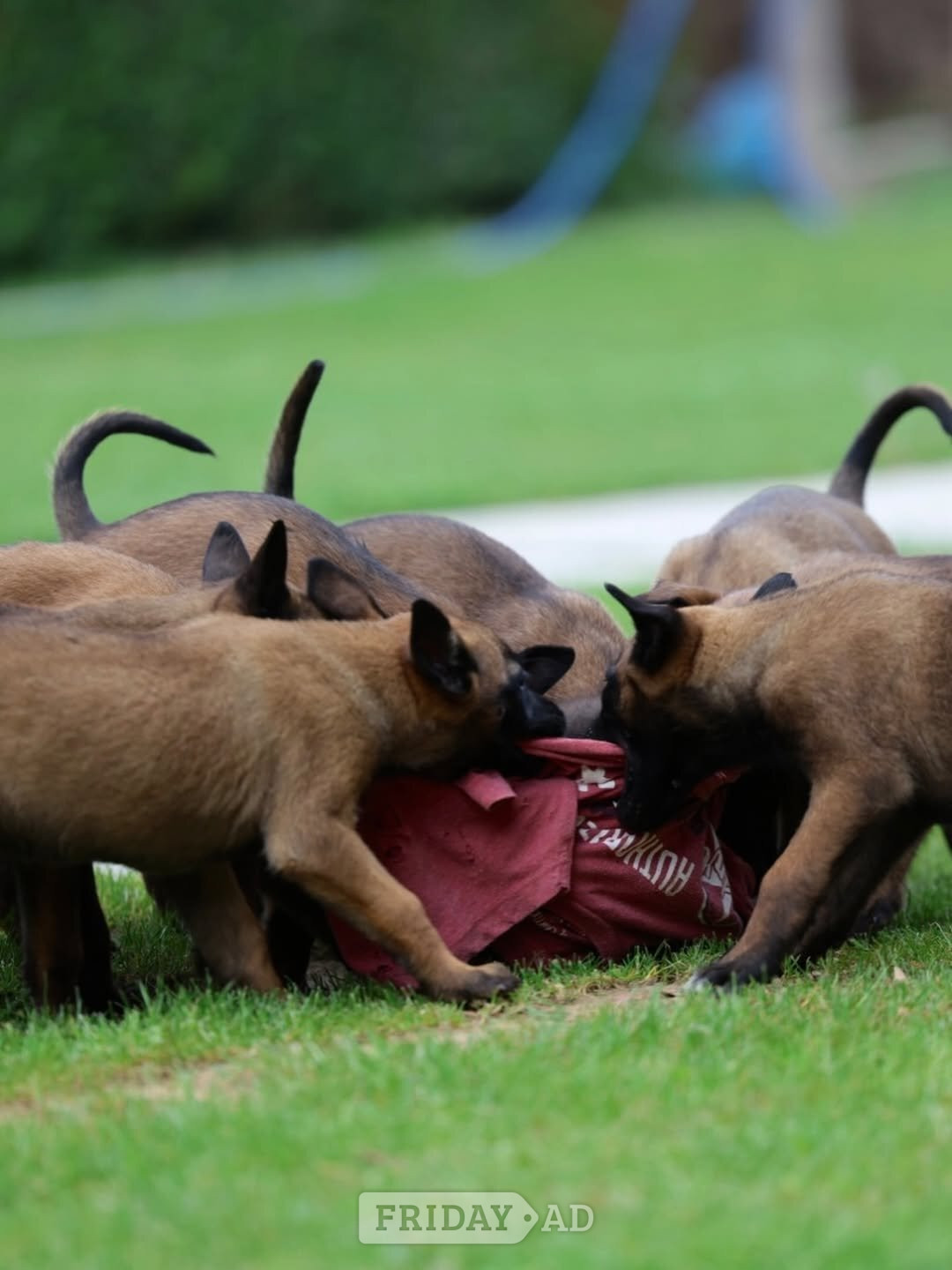 8 Belgian Malinois