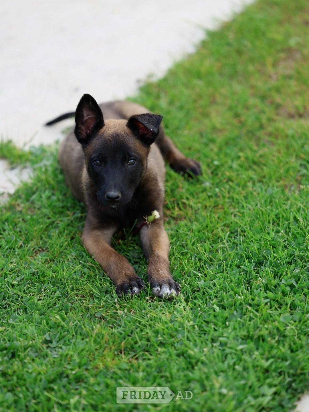 Umberleigh 8 Belgian Malinois