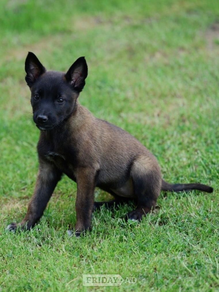 8 Belgian Malinois - Dogs & Puppies in Umberleigh