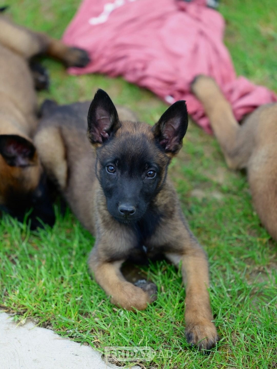 8 Belgian Malinois - Dogs & Puppies