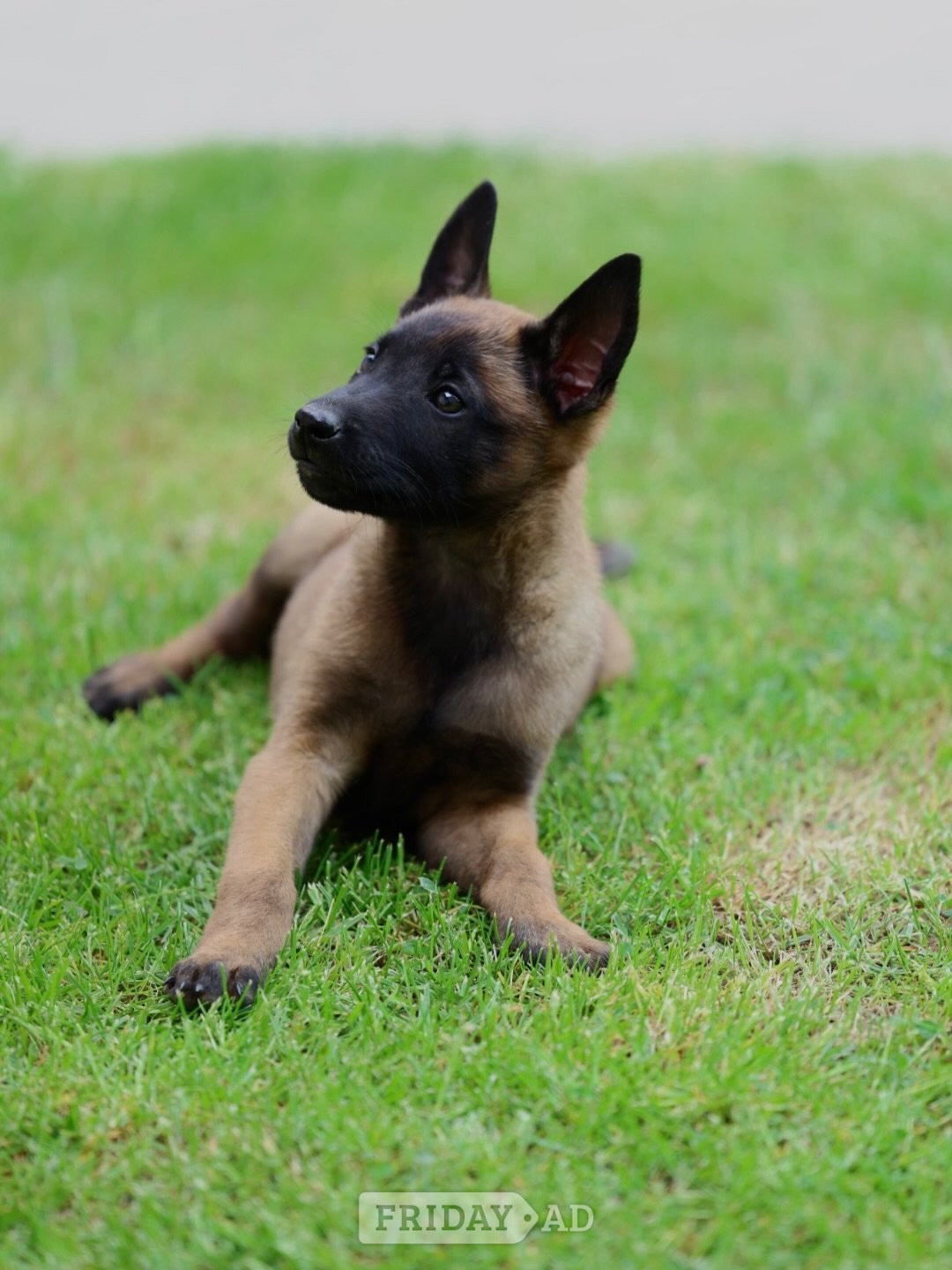 8 Belgian Malinois in Umberleigh