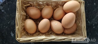 Fertilized eggs for sale in London 