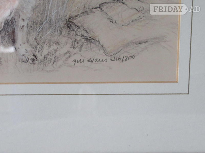 Gill Evans - English Springer Spaniel Framed Prints - Antiques & Collectables in St. Leonards-On-Sea