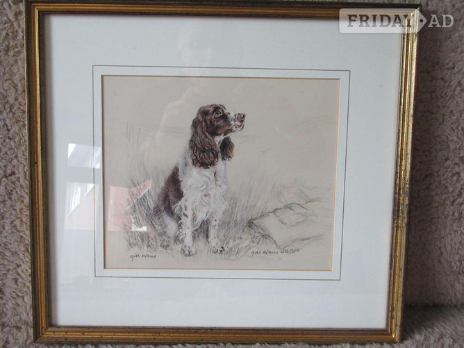 St. Leonards-On-Sea Gill Evans - English Springer Spaniel Framed Prints