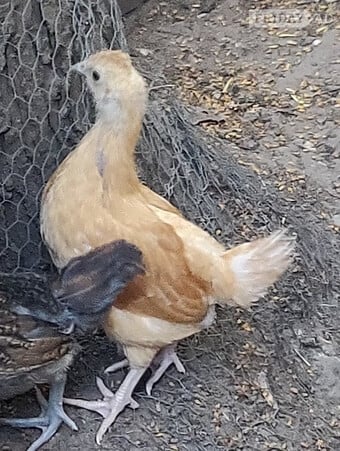 Newborn baby chicks for sale in London 
