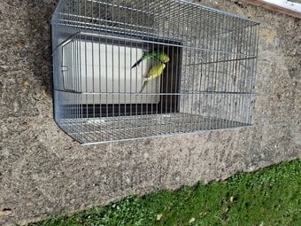 Two budgies for sale