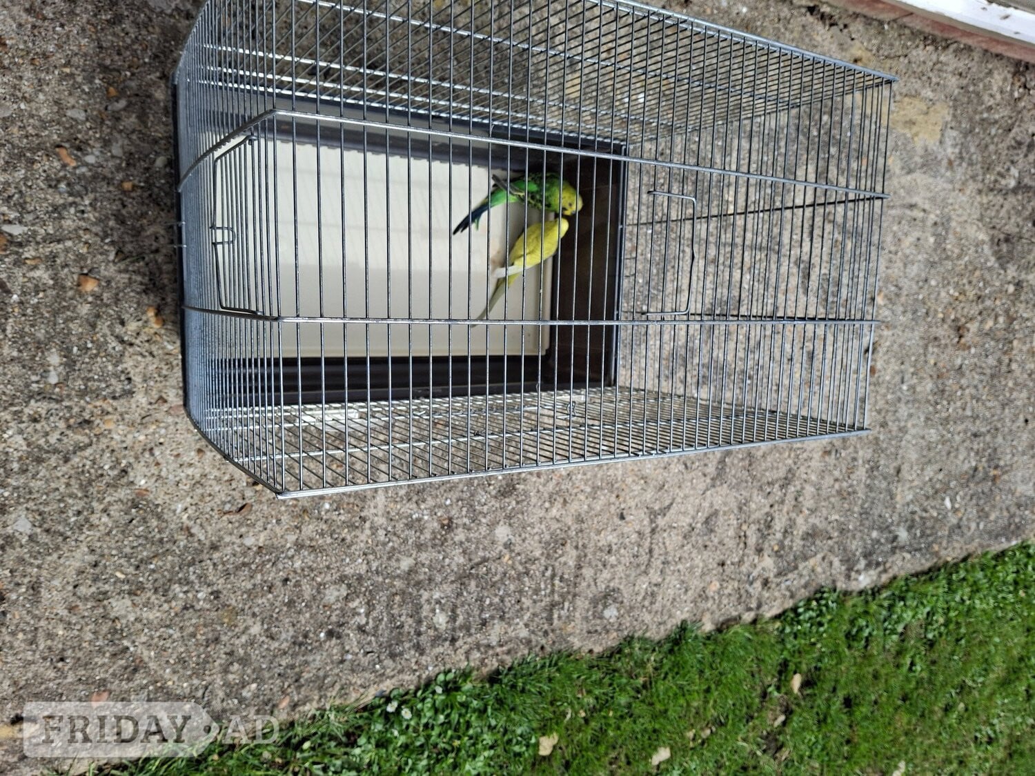 Two budgies for sale in Brighton