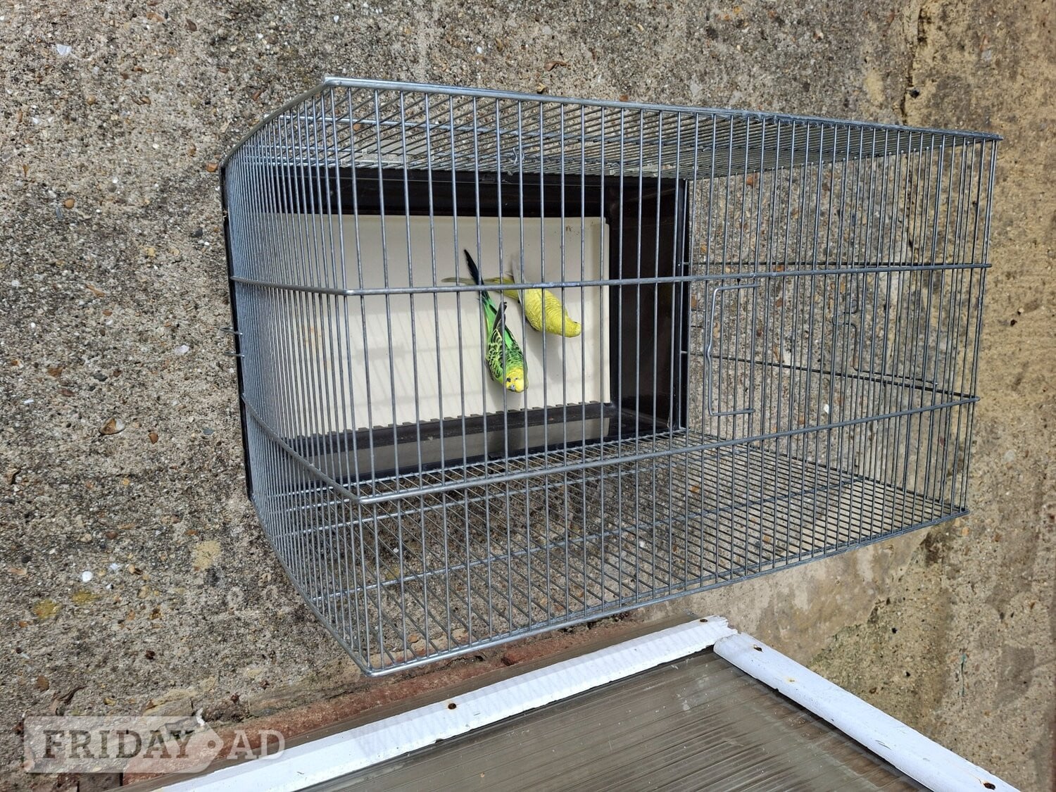 Two budgies for sale