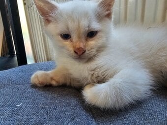 Male kitten - white 