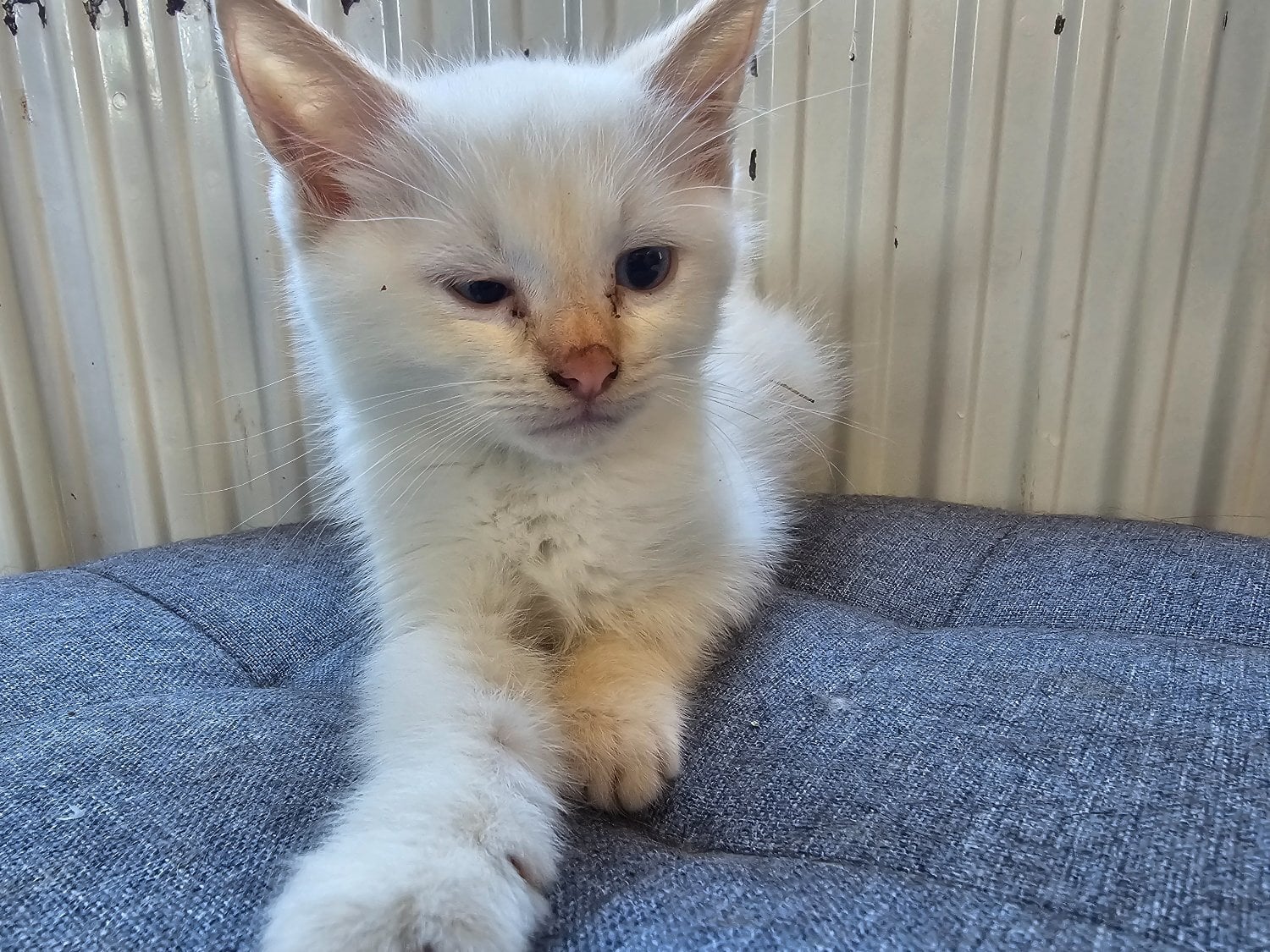 Male kitten - white  - Cats & Kittens