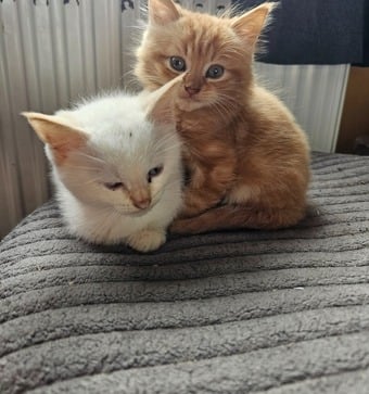 Two boy kittens white and ginger
