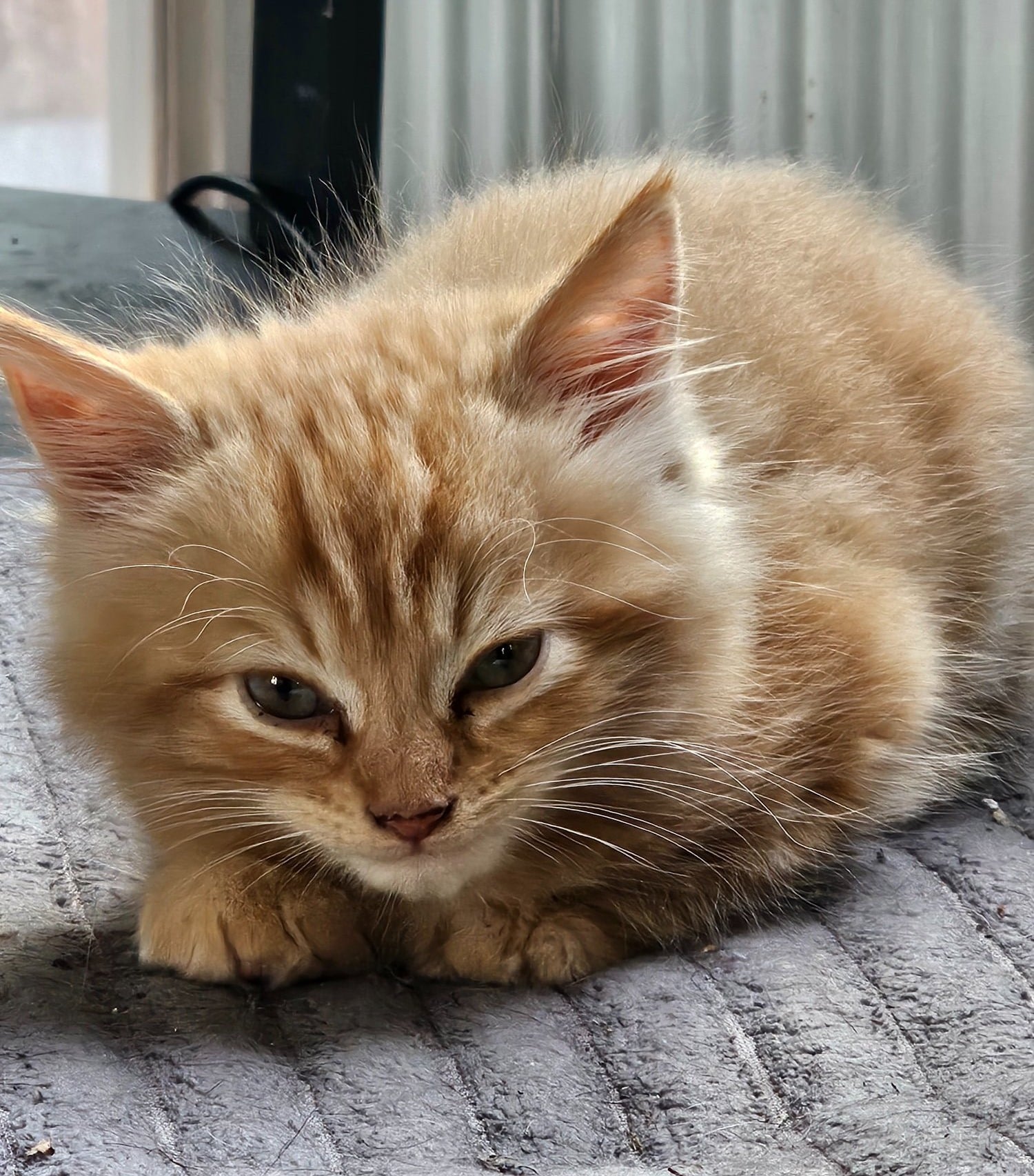 Two boy kittens white and ginger