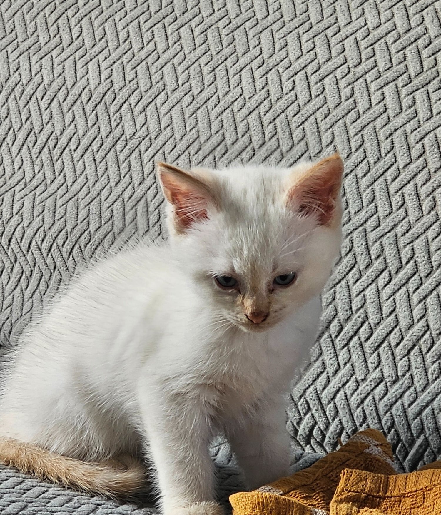 Hastings Two boy kittens white and ginger