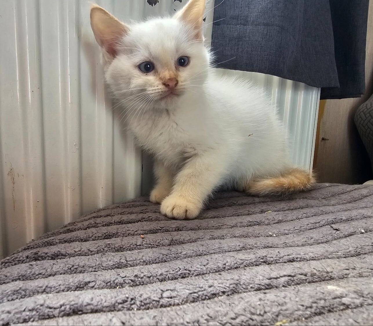 Two boy kittens white and ginger - Cats & Kittens in Hastings
