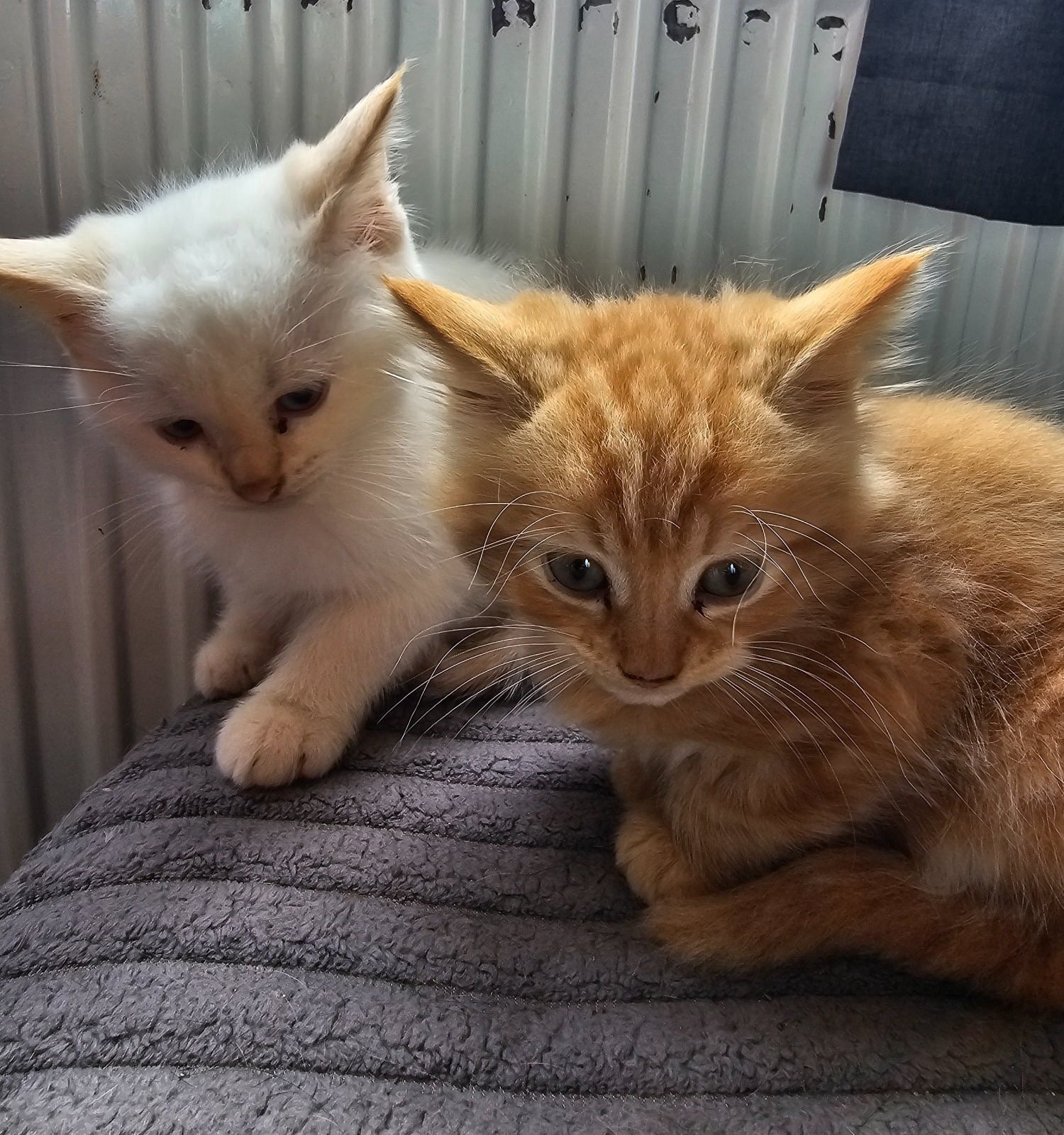 Male kitten - white  - Cats & Kittens in Hastings