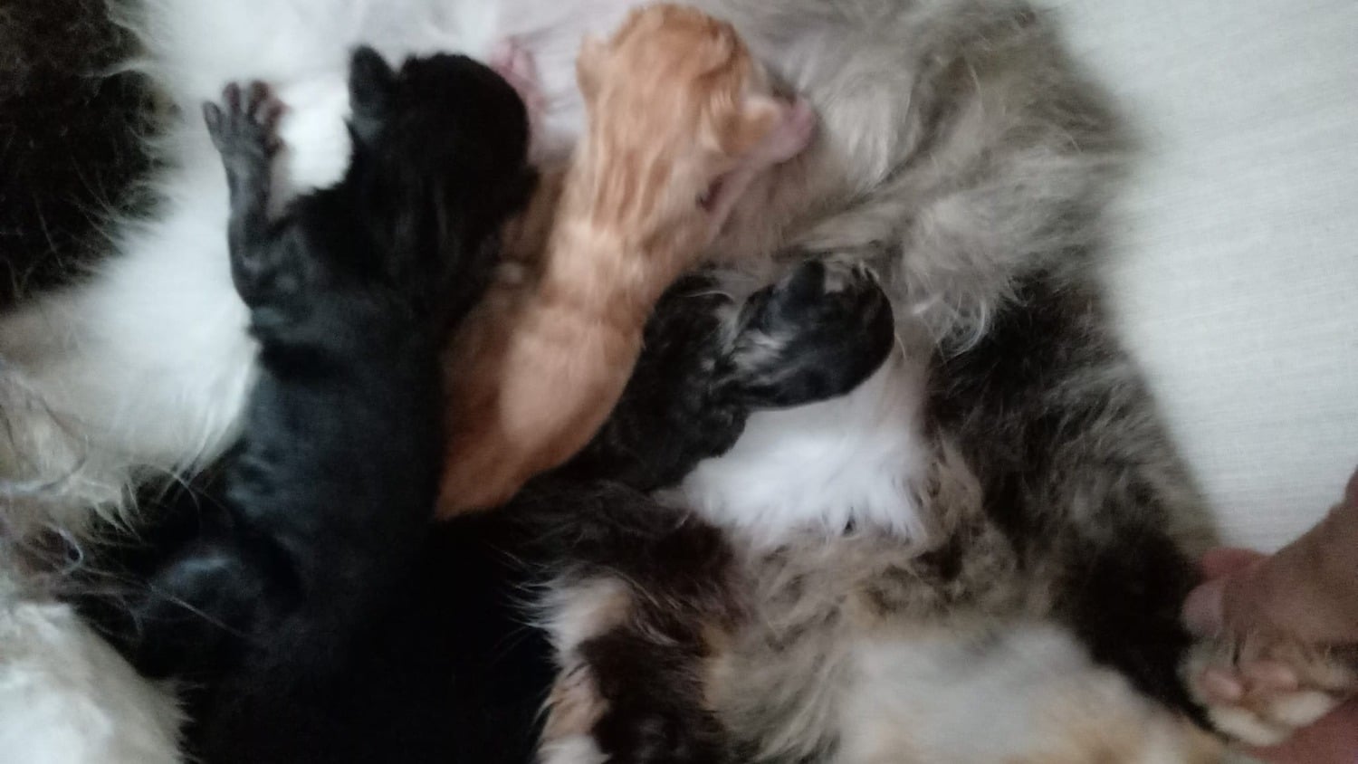Two boy kittens white and ginger - Cats & Kittens