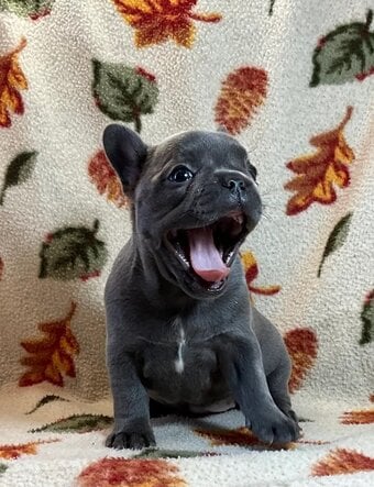 Super Blue French Bulldog Puppies Ready now worldcup