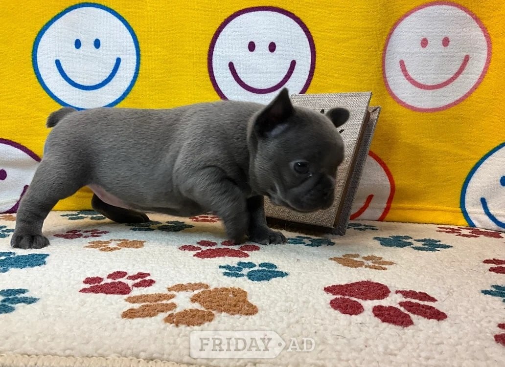 Super Blue French Bulldog Puppies Ready now worldcup