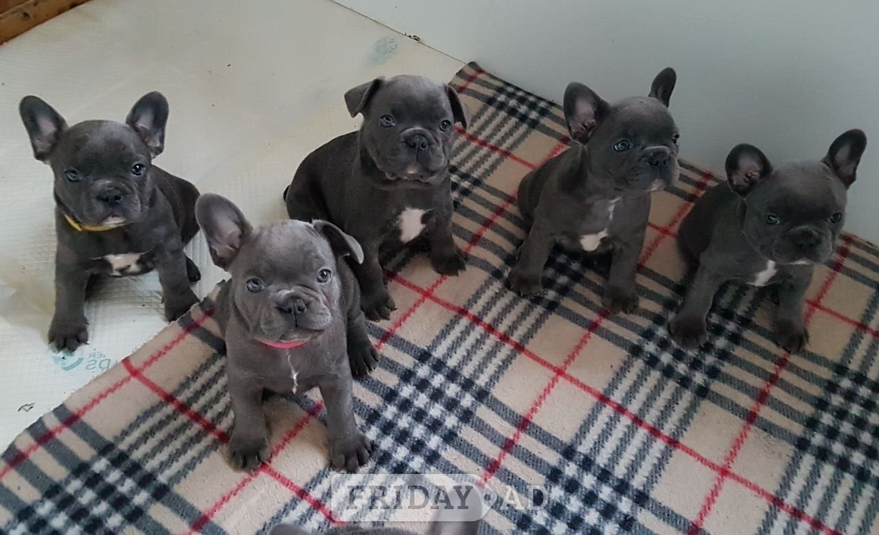 London Super Blue French Bulldog Puppies Ready now worldcup