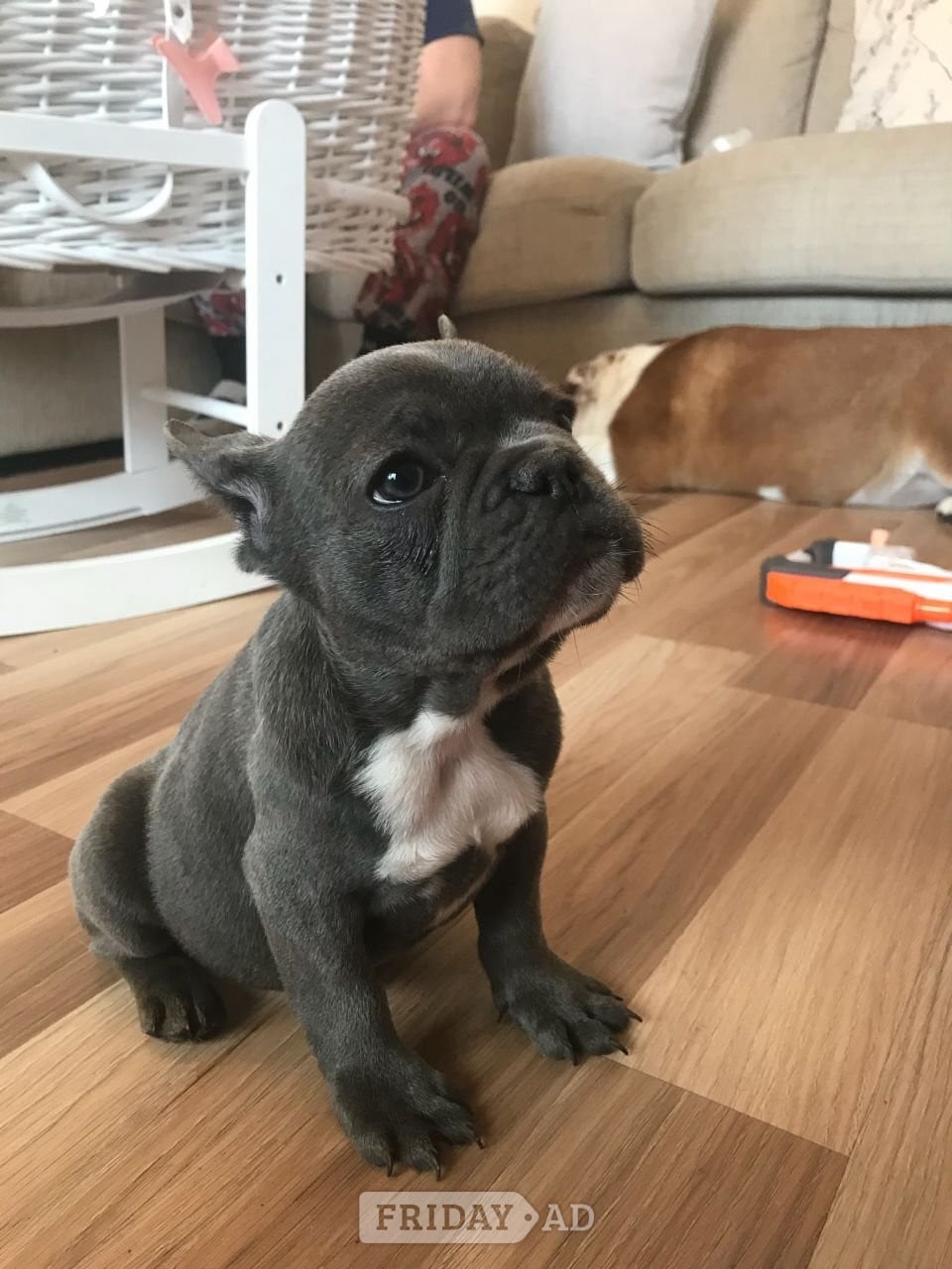 Super Blue French Bulldog Puppies Ready now worldcup - Dogs & Puppies in London