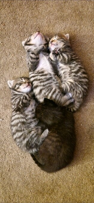 4 gorgeous male kittens ready now