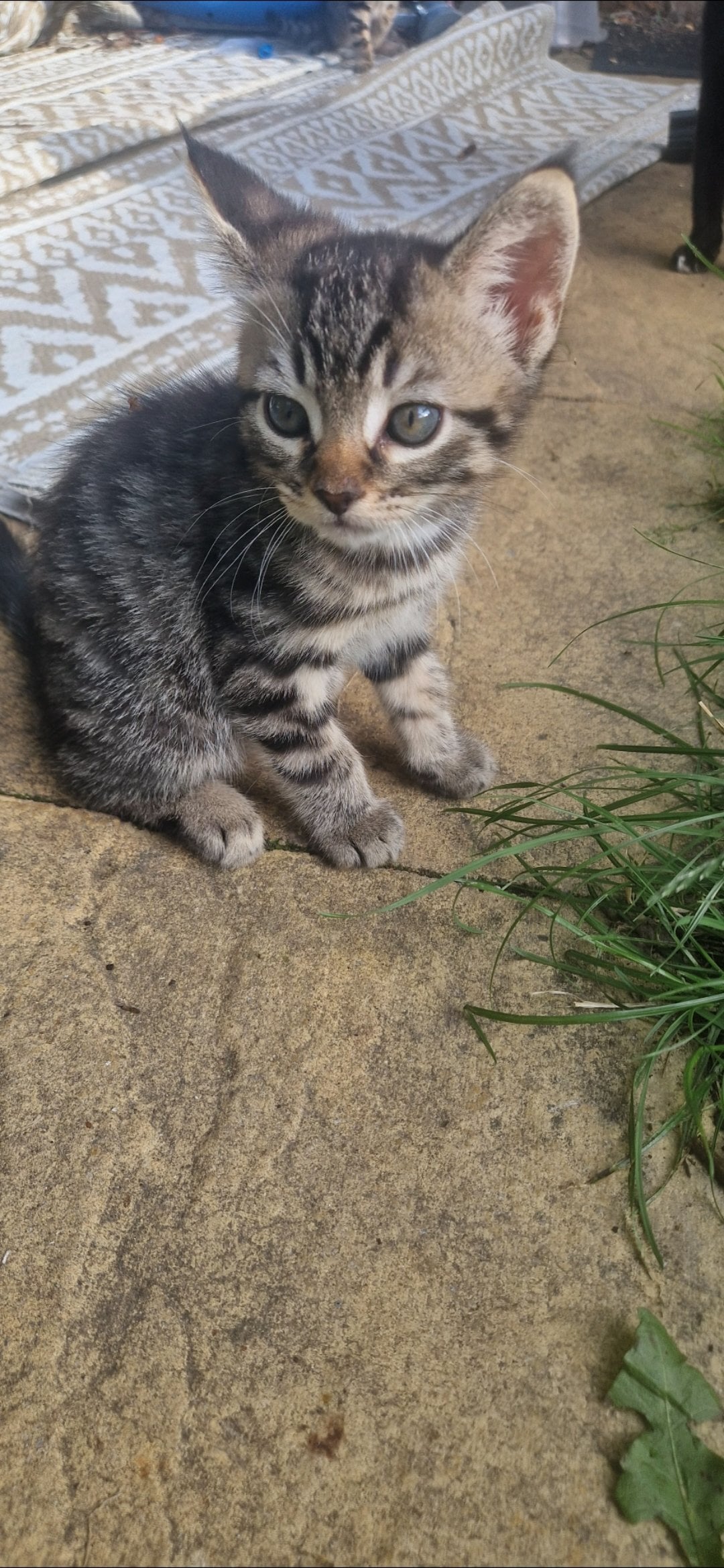 4 gorgeous male kittens ready now
