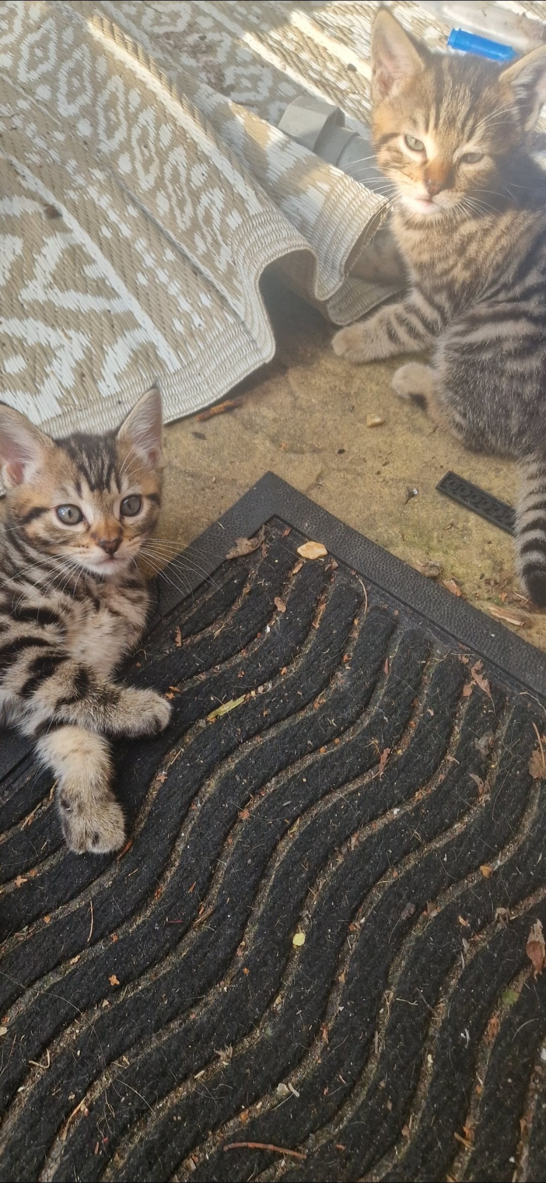 Uckfield 4 gorgeous male kittens ready now