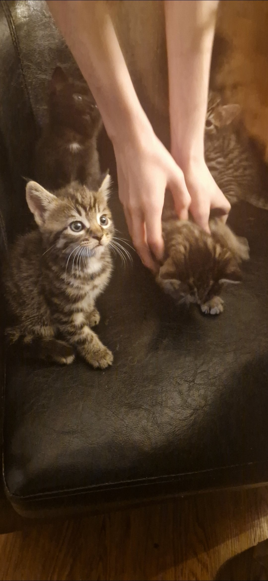 4 gorgeous male kittens ready now - Cats & Kittens in Uckfield