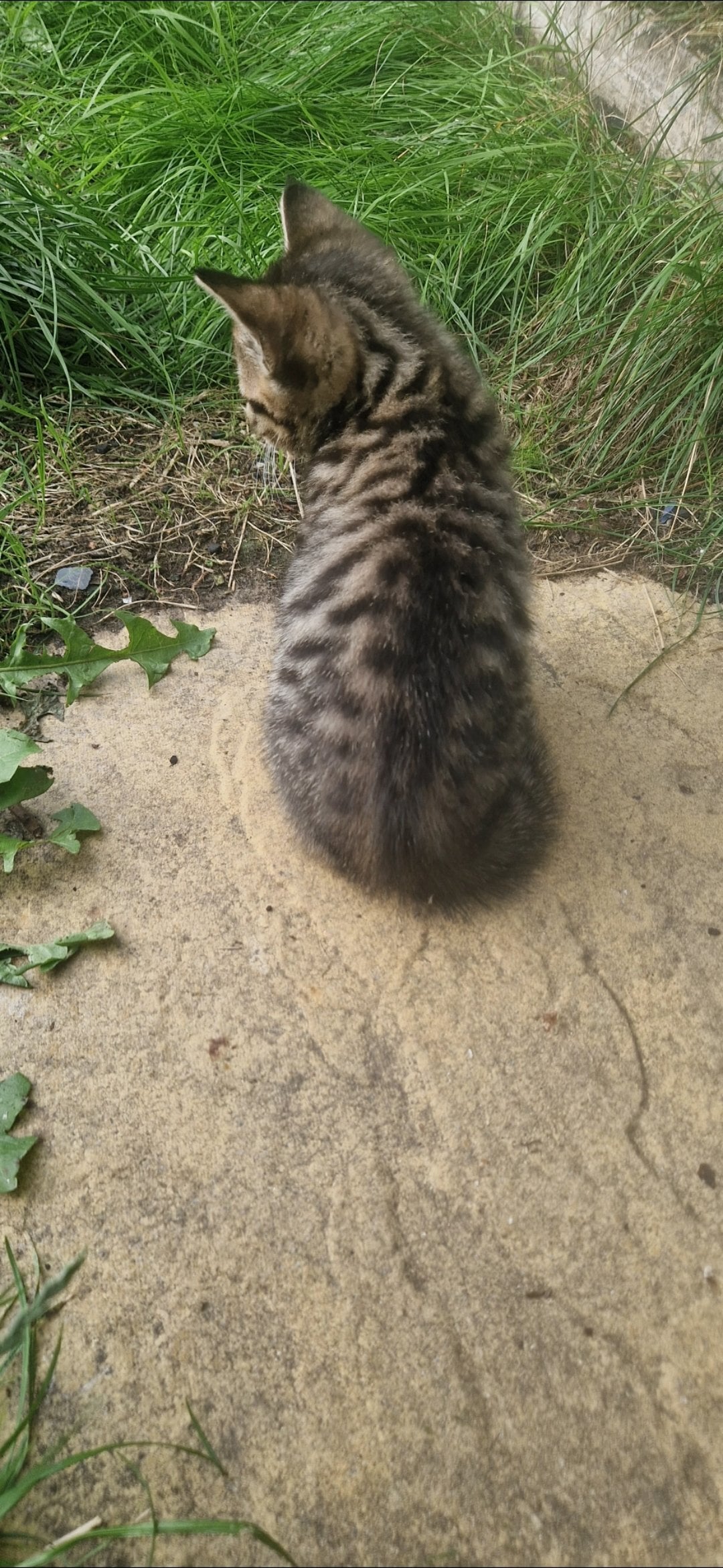 4 gorgeous male kittens ready now - Cats & Kittens