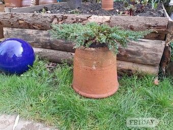 Vintage Rhubarb Kale Forcer Terracotta Planter Cottage Garden