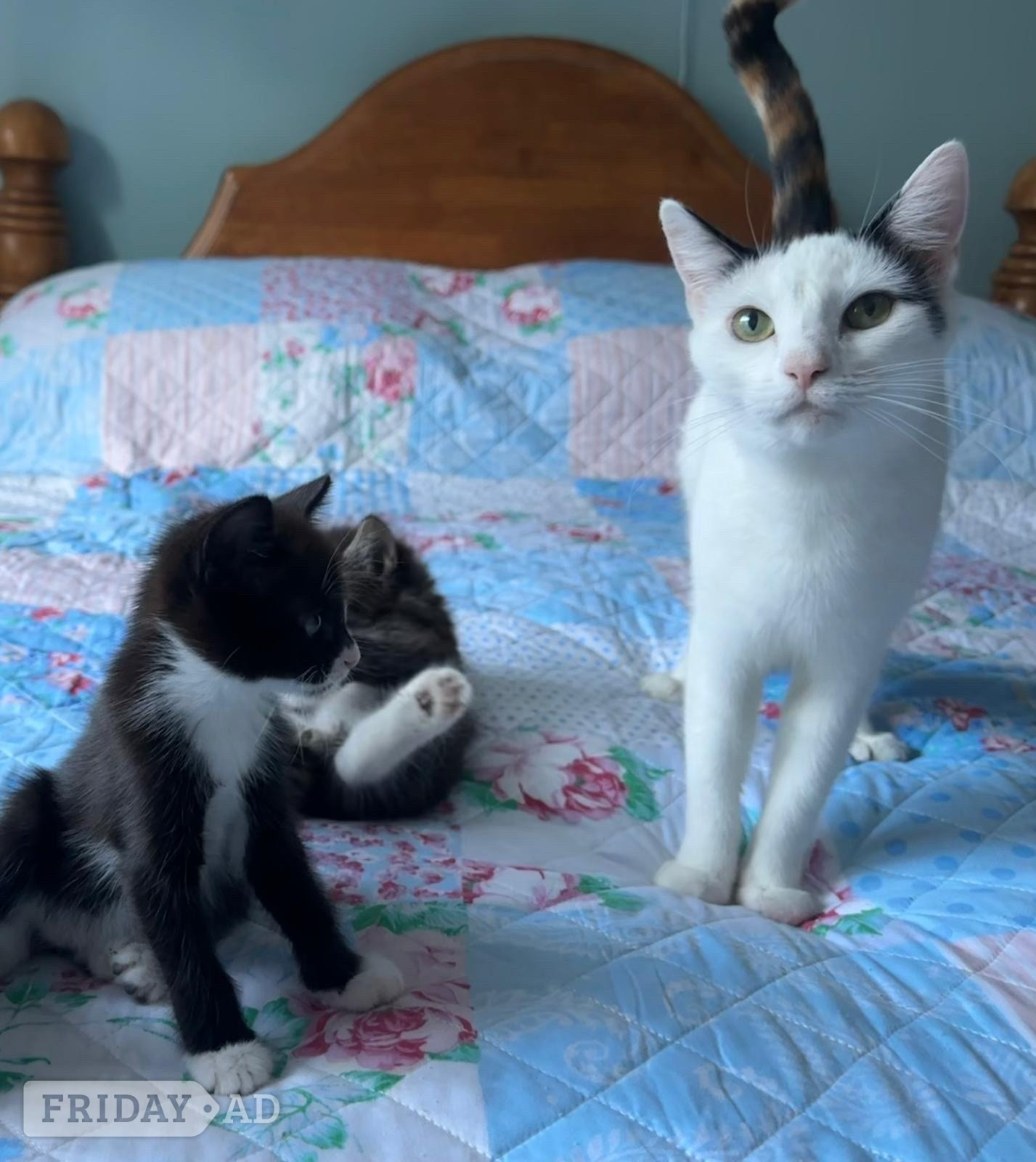 LAST  black and white adorable male kitten for sale - Cats & Kittens in Horsham