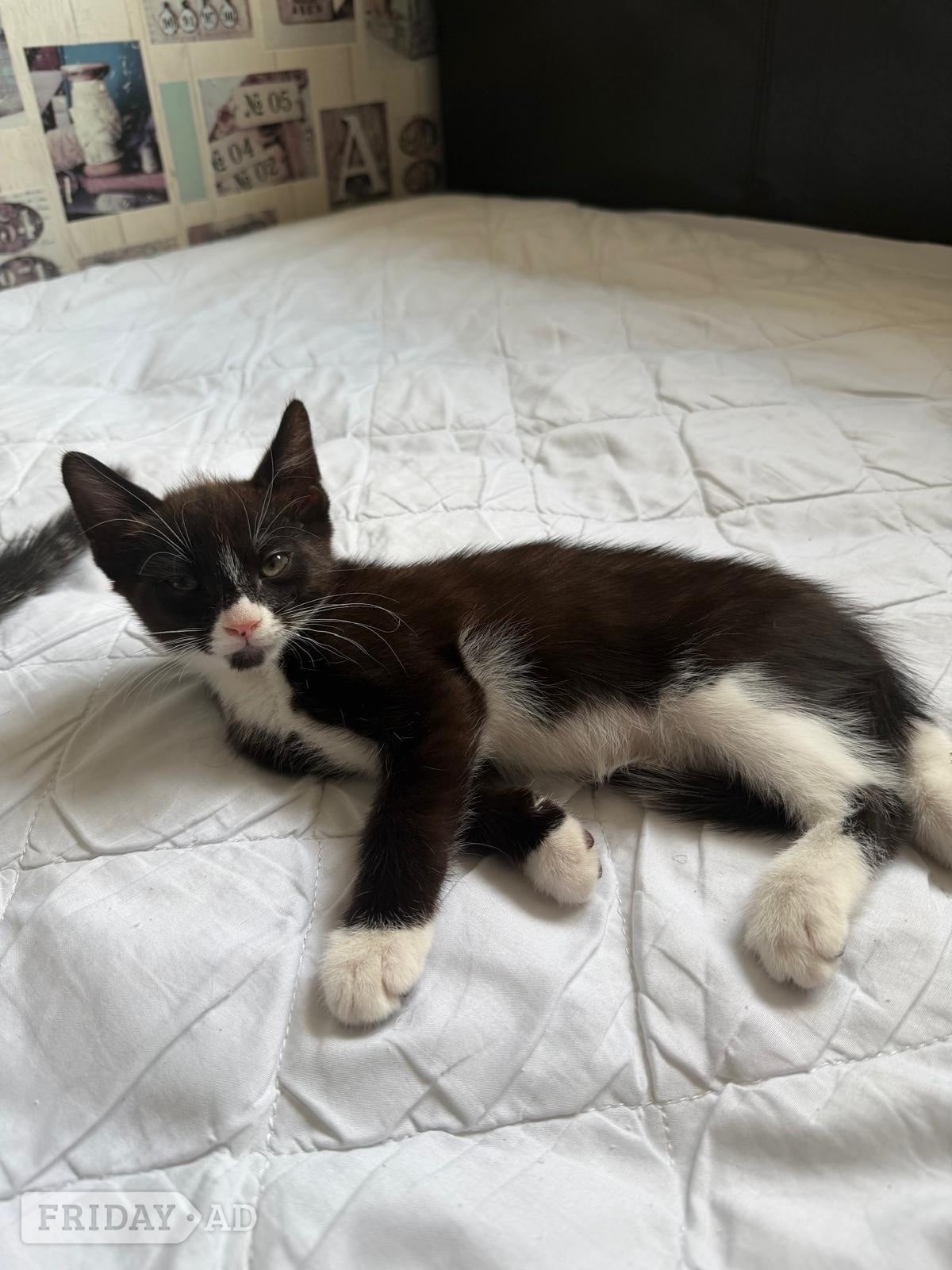 LAST  black and white adorable male kitten for sale - Cats & Kittens