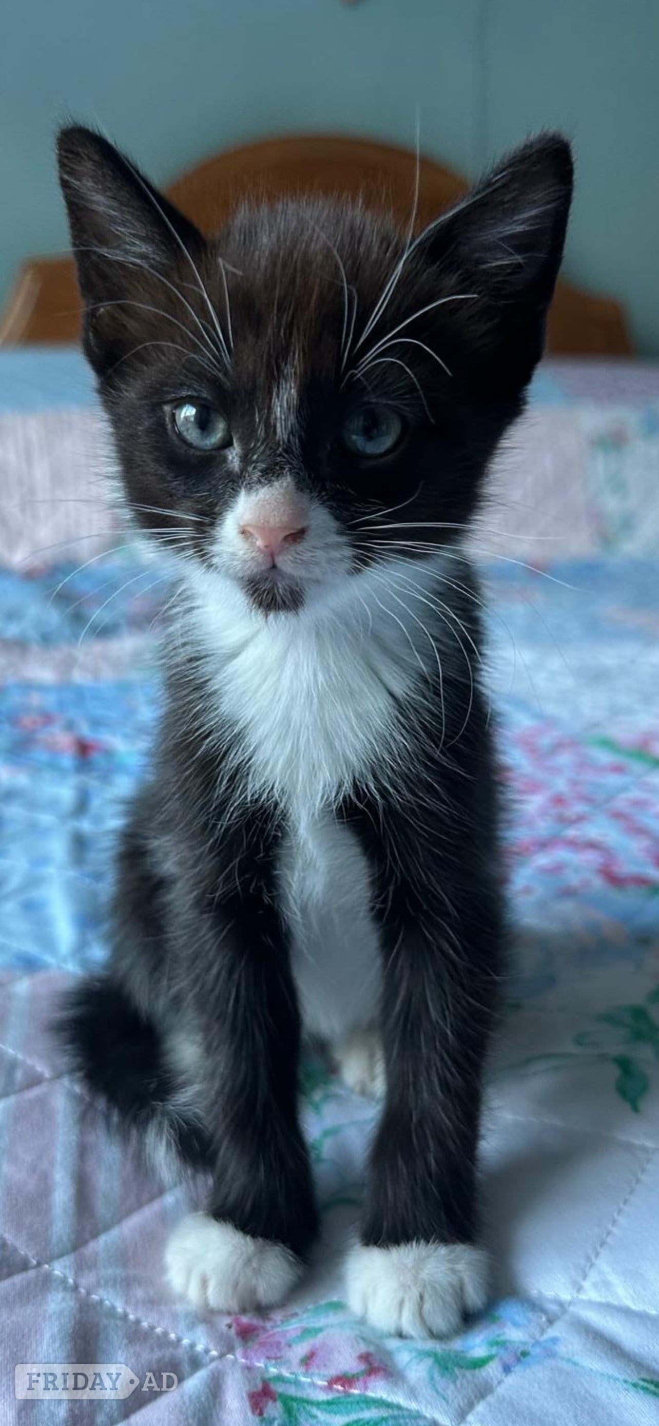 LAST  black and white adorable male kitten for sale