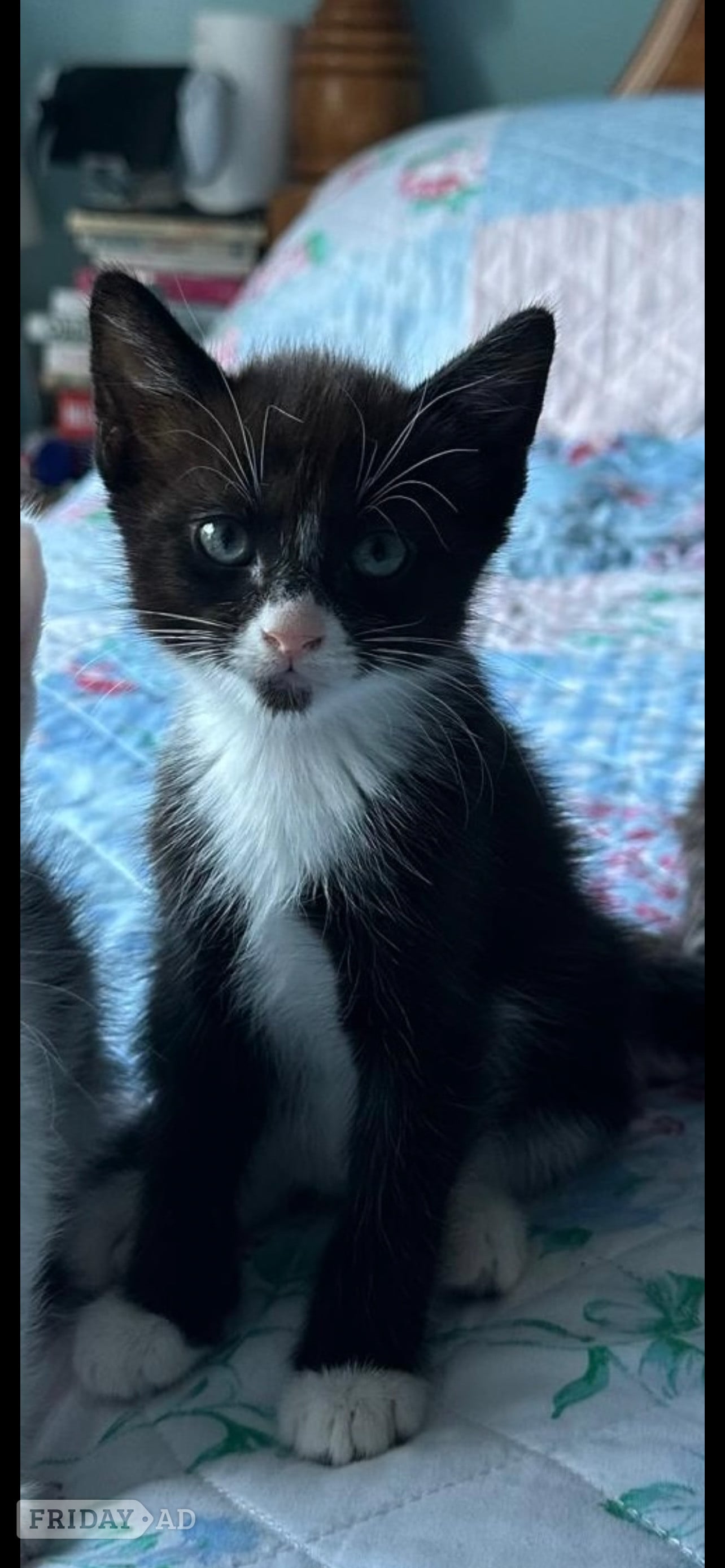 Horsham LAST  black and white adorable male kitten for sale