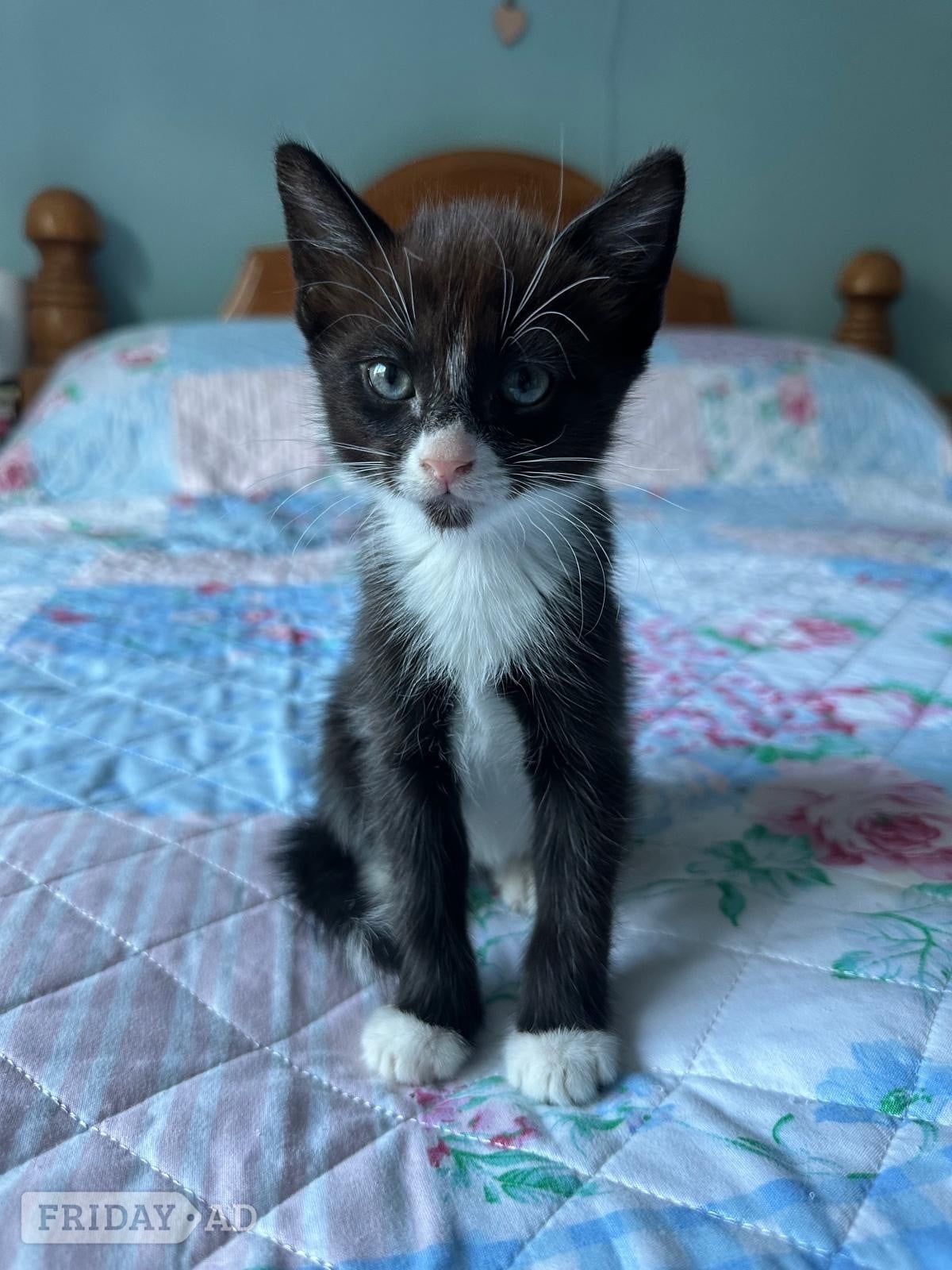 One white and black male and one black and white male kitten for sale in Horsham