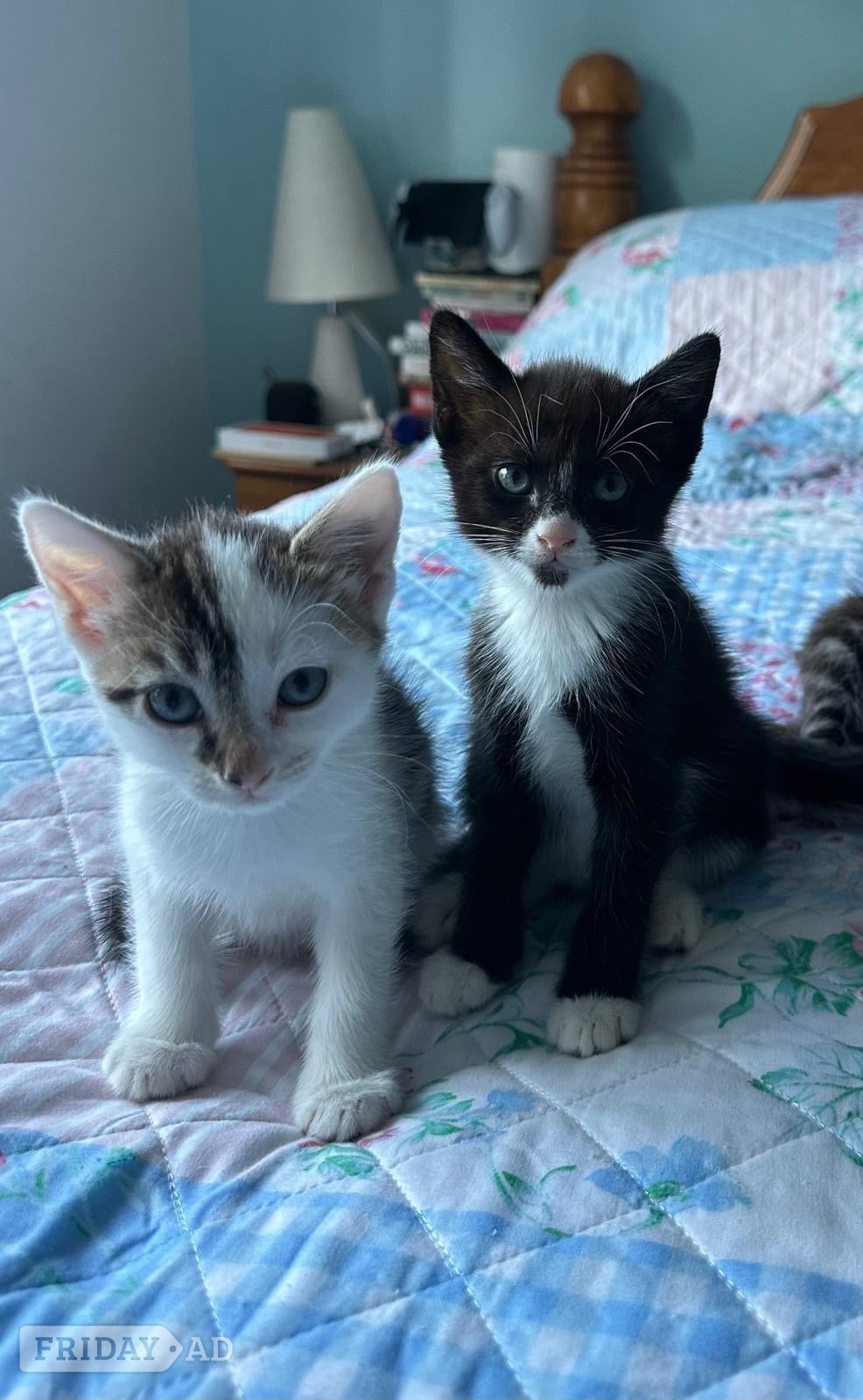One white and black male and one black and white male kitten for sale
