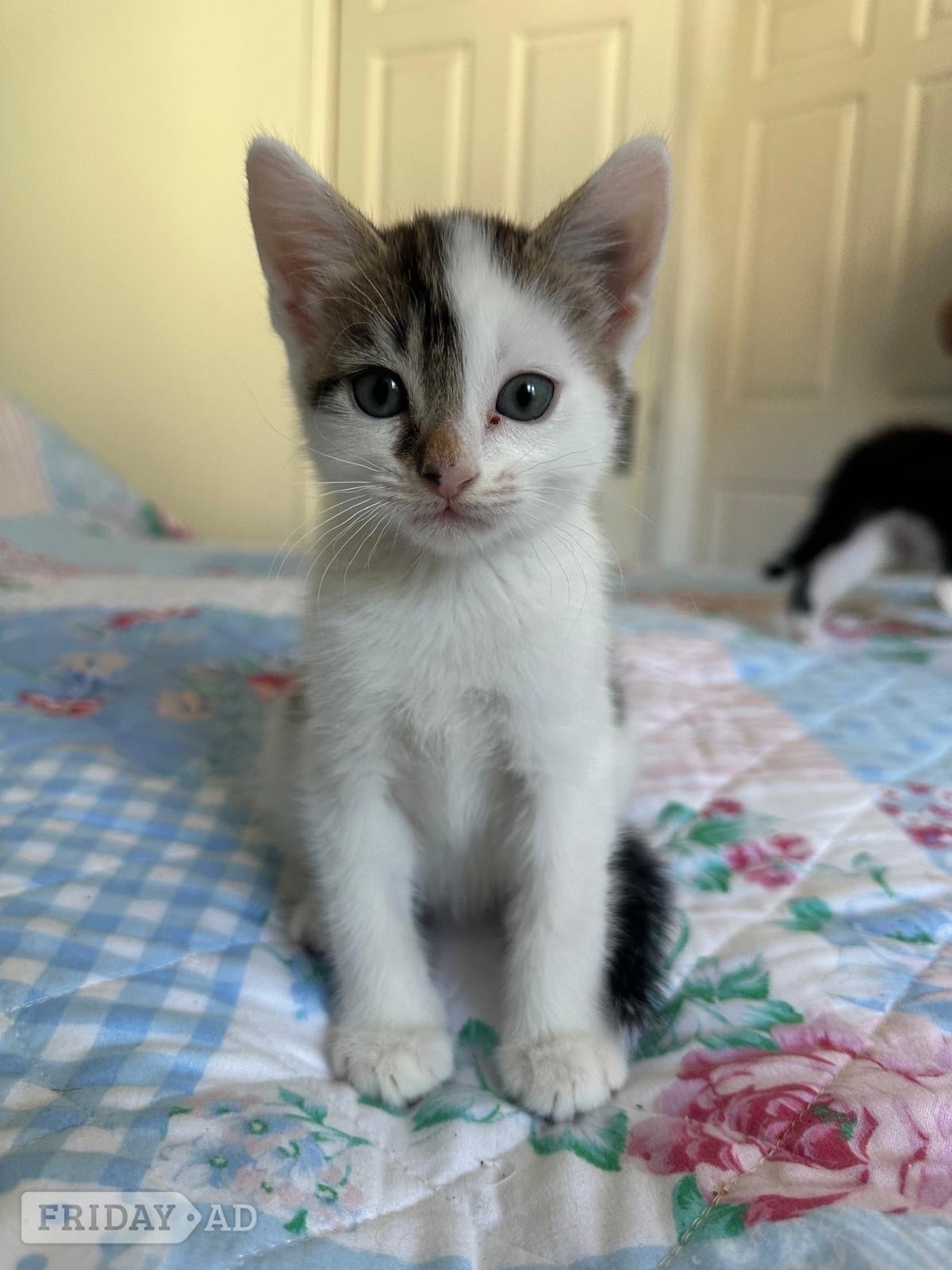 Horsham One white and black male and one black and white male kitten for sale