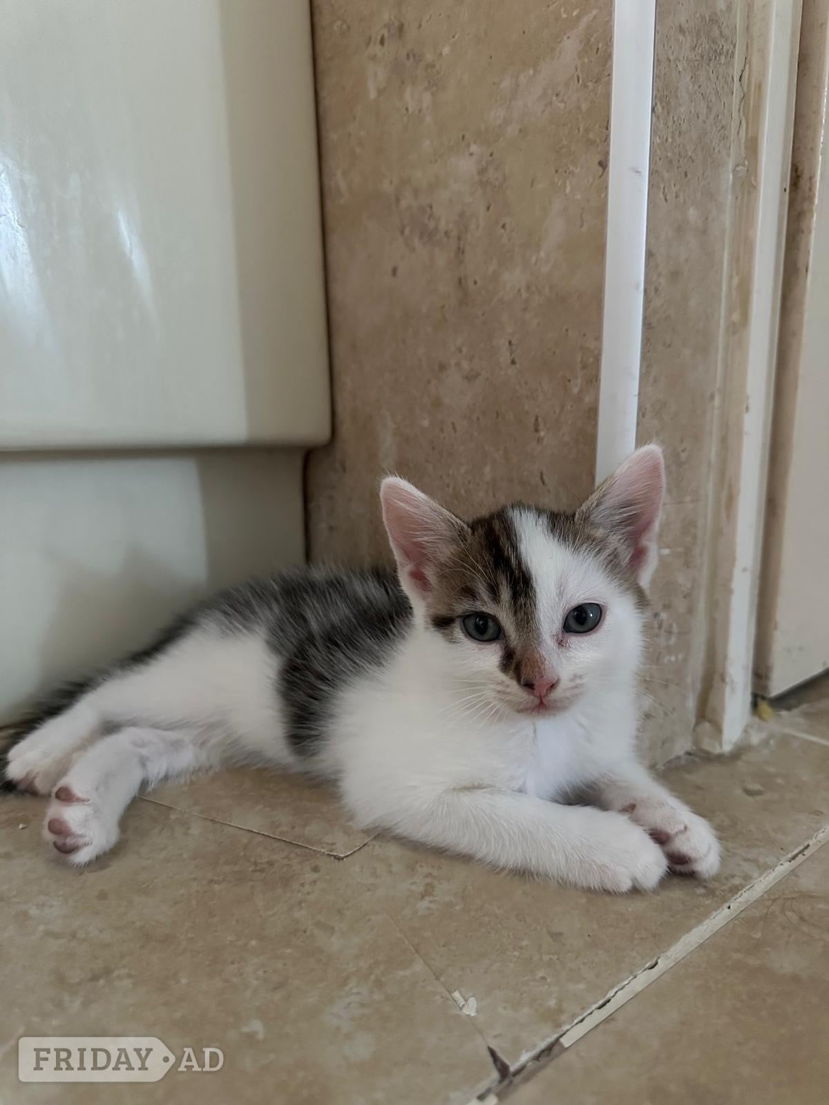 One white and black male and one black and white male kitten for sale - Cats & Kittens in Horsham